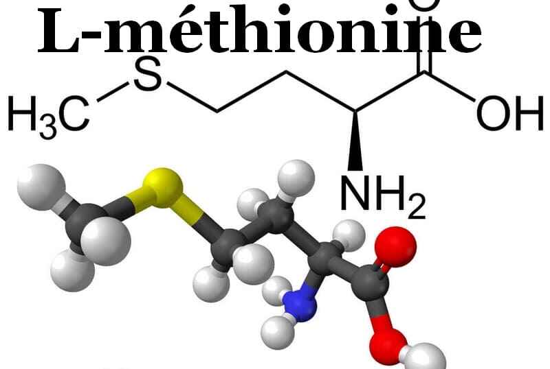 Applications en musculation de la L-méthionine